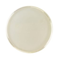 Ricinusolie  kologisk  30 ml.